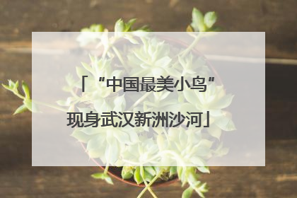 “中国最美小鸟”现身武汉新洲沙河
