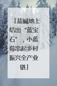 盐碱地上结出“蓝宝石”，小蓝莓串起乡村振兴全产业链