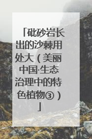 砒砂岩长出的沙棘用处大（美丽中国·生态治理中的特色植物③）