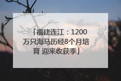 福建连江：1200万只海马历经8个月培育 迎来收获季
