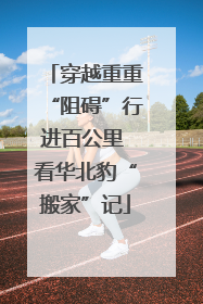 穿越重重“阻碍”行进百公里 看华北豹“搬家”记