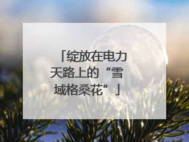 绽放在电力天路上的“雪域格桑花”