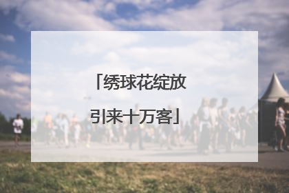 绣球花绽放 引来十万客