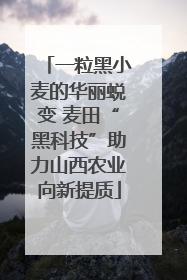 一粒黑小麦的华丽蜕变 麦田“黑科技”助力山西农业向新提质