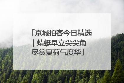 京城拍客今日精选｜蜻蜓早立尖尖角 尽赏夏荷气度华