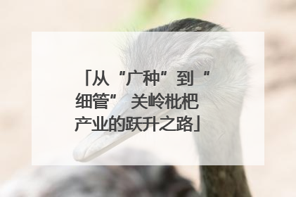从“广种”到“细管” 关岭枇杷产业的跃升之路