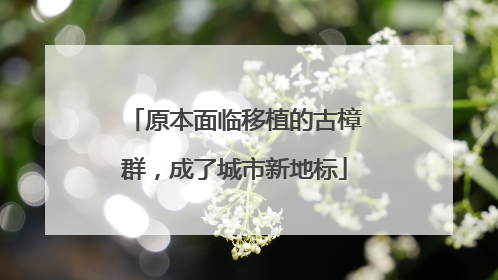 原本面临移植的古樟群，成了城市新地标