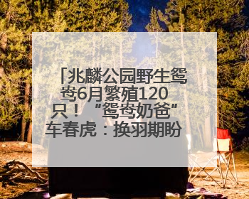 兆麟公园野生鸳鸯6月繁殖120只！“鸳鸯奶爸”车春虎：换羽期盼市民伸援手