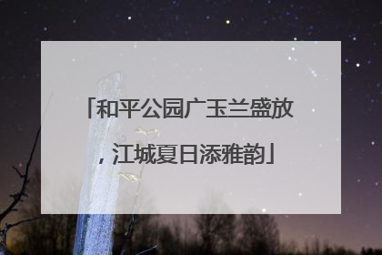 和平公园广玉兰盛放，江城夏日添雅韵