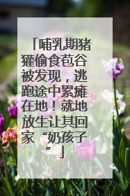 哺乳期猪獾偷食苞谷被发现，逃跑途中累瘫在地！就地放生让其回家“奶孩子”