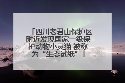 四川老君山保护区附近发现国家一级保护动物小灵猫 被称为“生态试纸”