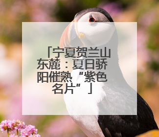 宁夏贺兰山东麓：夏日骄阳催熟“紫色名片”