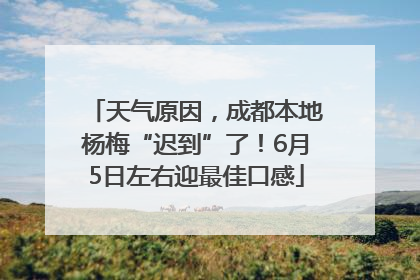 天气原因，成都本地杨梅“迟到”了！6月5日左右迎最佳口感