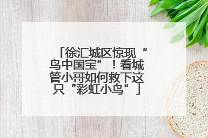 徐汇城区惊现“鸟中国宝”！看城管小哥如何救下这只“彩虹小鸟”