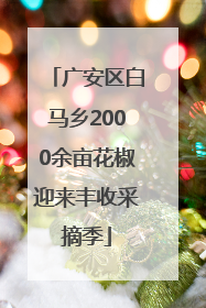 广安区白马乡2000余亩花椒迎来丰收采摘季
