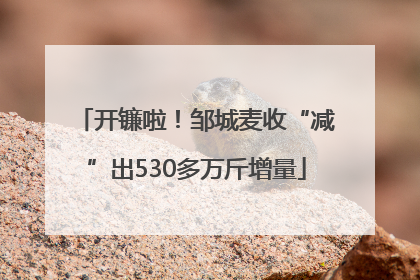 开镰啦！邹城麦收“减”出530多万斤增量