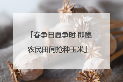 春争日夏争时 即墨农民田间抢种玉米