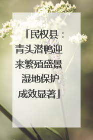 民权县：青头潜鸭迎来繁殖盛景 湿地保护成效显著