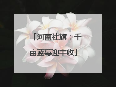 河南社旗：千亩蓝莓迎丰收