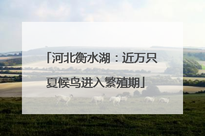 河北衡水湖：近万只夏候鸟进入繁殖期