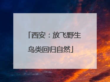西安：放飞野生鸟类回归自然