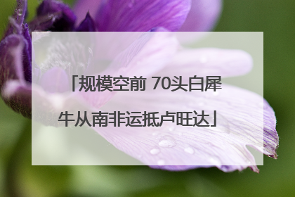 规模空前 70头白犀牛从南非运抵卢旺达