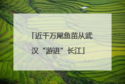 近千万尾鱼苗从武汉“游进”长江