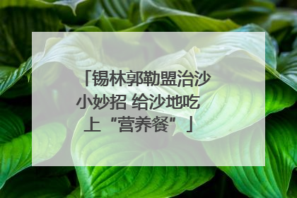 锡林郭勒盟治沙小妙招 给沙地吃上“营养餐”