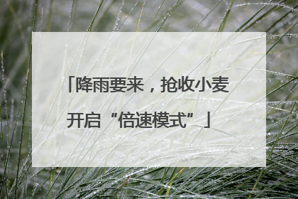 降雨要来，抢收小麦开启“倍速模式”