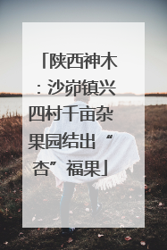 陕西神木：沙峁镇兴四村千亩杂果园结出“杏”福果