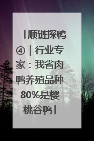 顺链探鸭④｜行业专家：我省肉鸭养殖品种80%是樱桃谷鸭