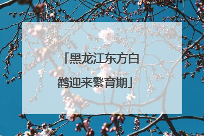 黑龙江东方白鹳迎来繁育期